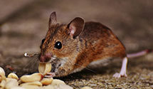 24 Hour & Emergency Exterminators in Fountain Valley, CA